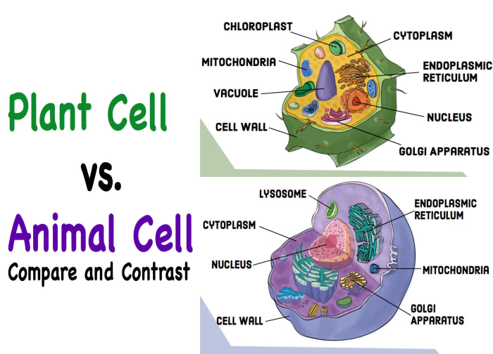 Compare and Contrast: Chloroplasts and Mitochondria - Owlcation - Education