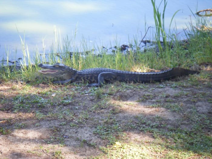 A young alligator by the water in Florida. Alligators vastly outnumber crocodiles in the US. As well as forming a bigger population, they also inhabit a much wider geographical area, with crocodiles only present the southern tip of the state.