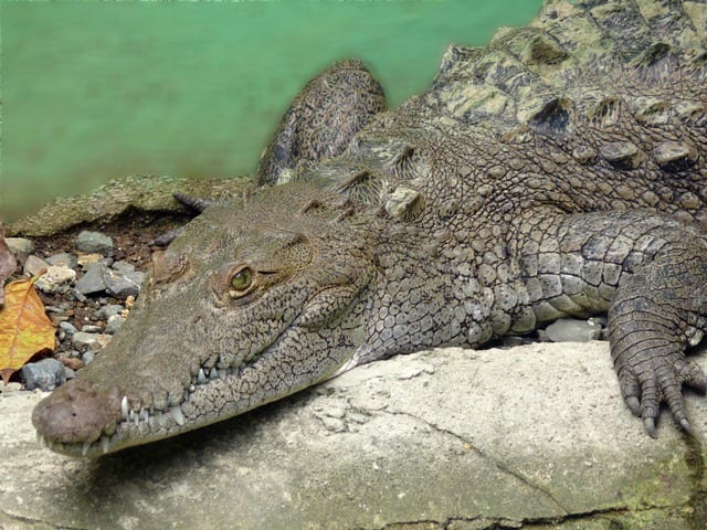 Notice that the snout of this adult crocodile looks pointed and some of the teeth on the lower jaw are clearly visible, in spite of the mouth being closed.