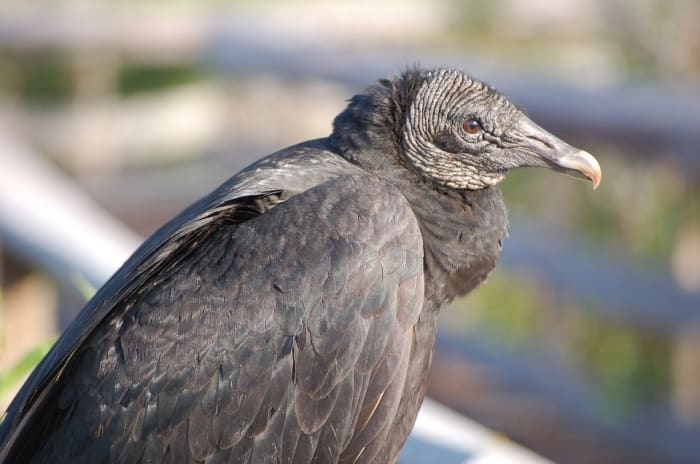 American black vultures like open areas of land with patches of woodland, or brush best. They can be found in various terrains, however, with the possible exception of mountainous areas, where this type of vulture is rare.
