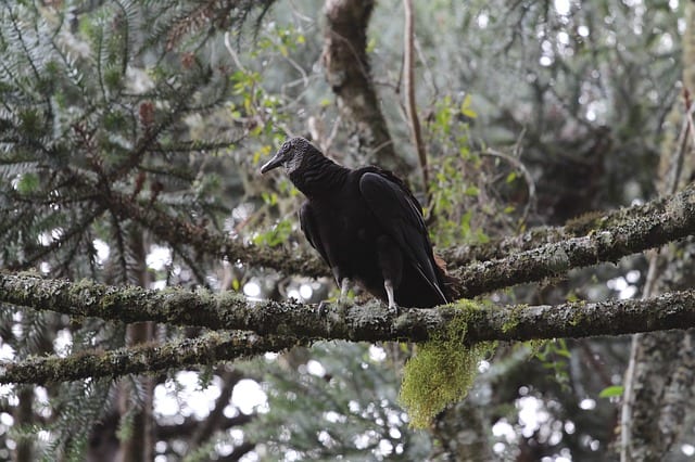 A lone black vulture perched on a branch. These birds don't make conventional nests, instead they lay their eggs in places such as hollow tree stumps, or between large rocks, or in caves, and then decorate the area with small, shiny objects.