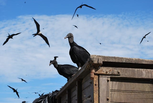 Two black vultures perched in Ecuador. The birds often like to perch on fence posts or dead trees. Alternatively, they will soar, looking for potential meals. The birds are normally silent, but can make grunts or hisses when feeding or agitated.