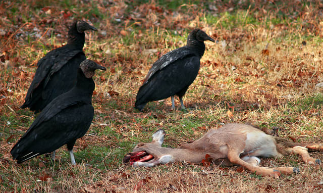Black vultures with a deer carcass. The birds forage using smell, flying low and picking off the odor of ethyl mercaptan, a gas that is given off when dead animals start to decay. The birds are aggressive when feeding.