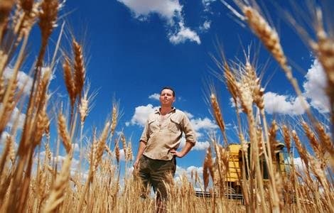 商業穀物農業