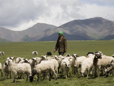 Nomadische Herders -