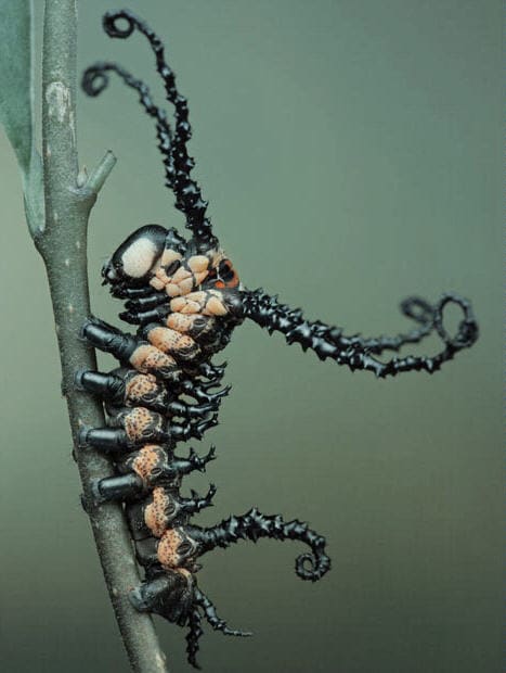 This rather wicked looking caterpillar transforms into a very impressive insect of the order Lepidoptera. Hint: The wording of the question should eliminate half the possible answers if you have read the hub!