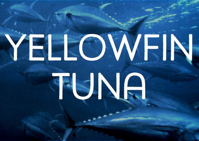 Schooling Yellow Fin Tuna. Licensed under Public Domain via Commons