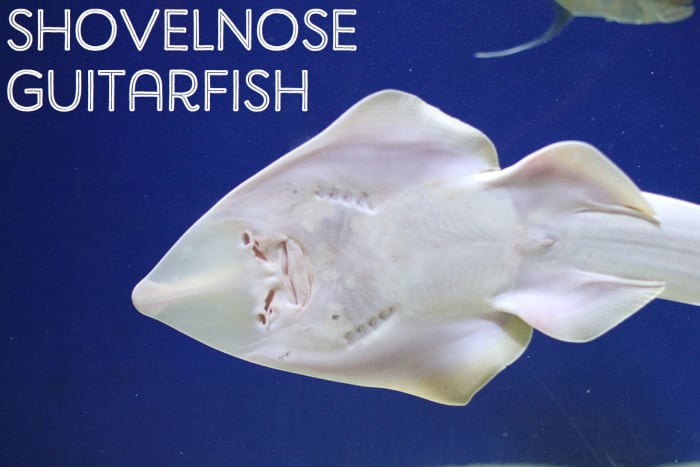 Shovelnose Guitarfish