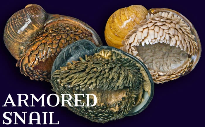 Armored Snail; Licensed under CC BY-SA 3.0 via Commons