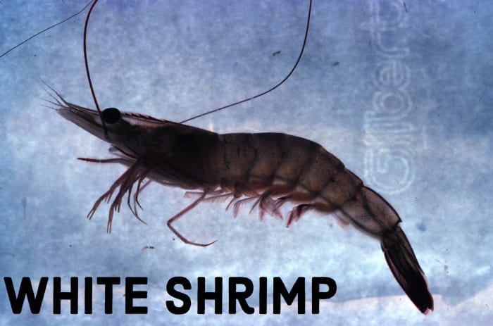 White Shrimp. Licensed under Public Domain via Commons