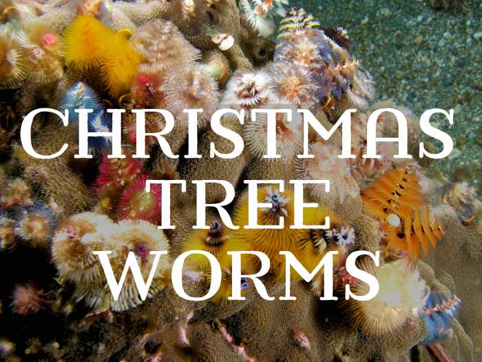 Christmas Tree Worms