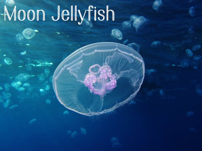 Moon Jellyfish