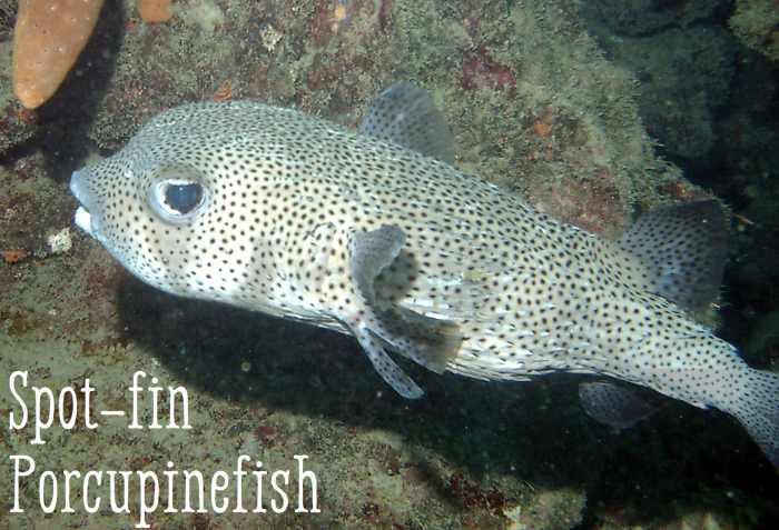 Spot-fin Porcupinefish