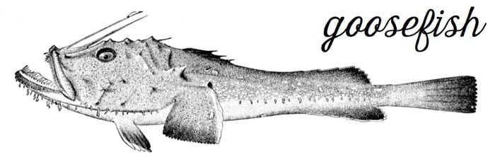 Goosefish