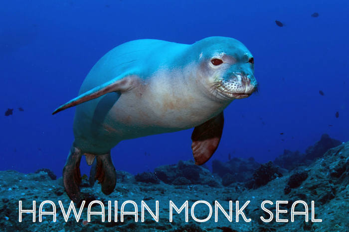 Hawaiian Monk Seal