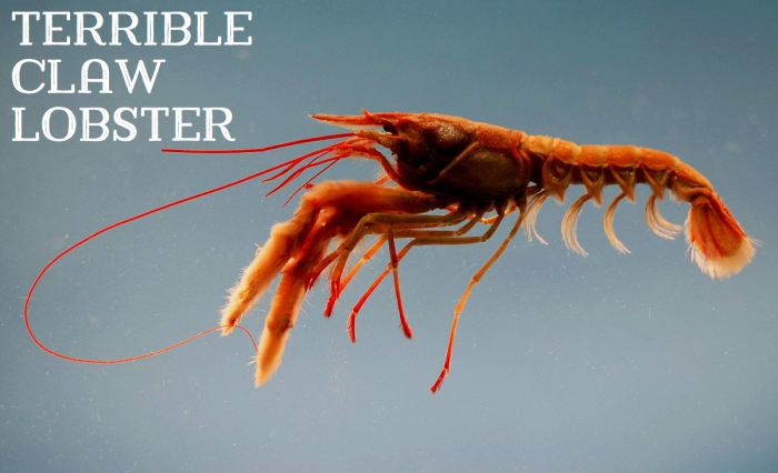 Terrible Claw Lobster; Licensed under Public Domain via Commons