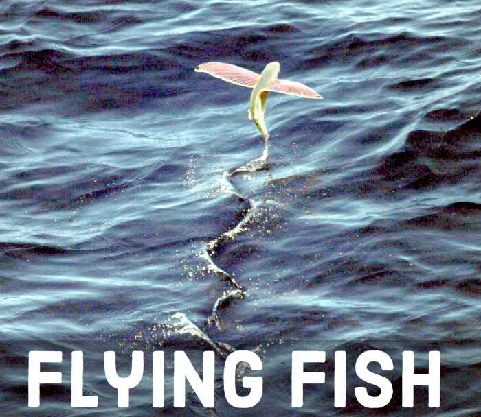 Flying Fish