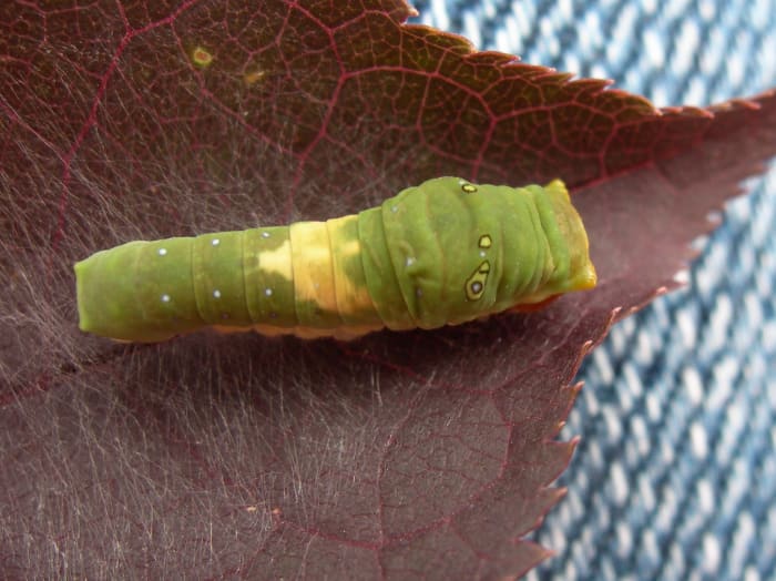 Second instar: the green is getting brighter and the eye-spots are starting to appear. The white bird-pattern is still prevalent.