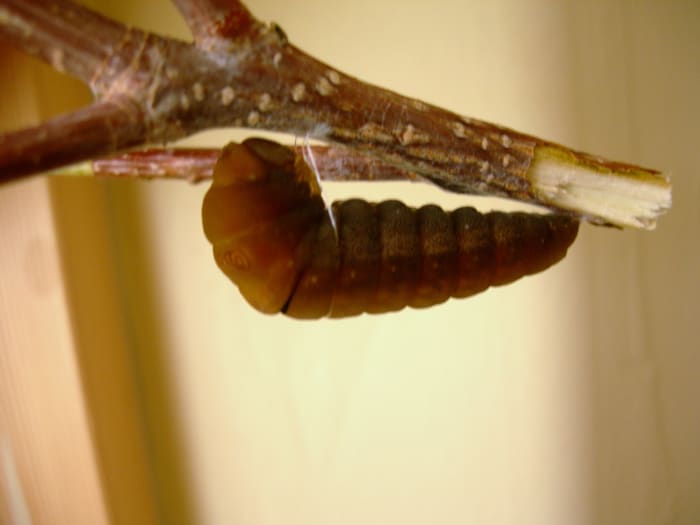 You can see the girdle about 1/3rd of the way down the caterpillar. This thread holds the caterpillar parallel to the branch.