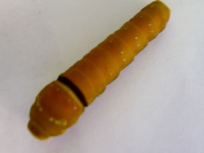 Fifth instar: at the end of the fifth instar the caterpillars turn brown. They will become active as they search for a suitable place to pupate.