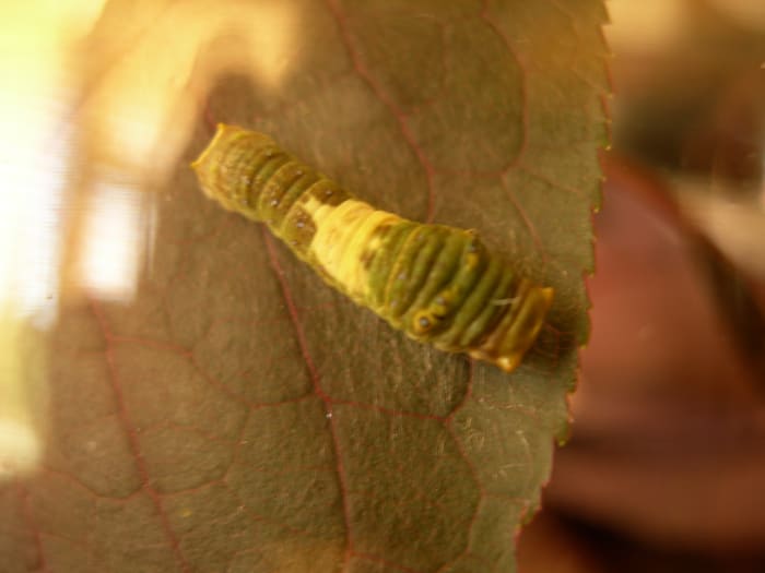 First instar: this caterpillar is only centimeters long. It has a white bird-like pattern across the back.
