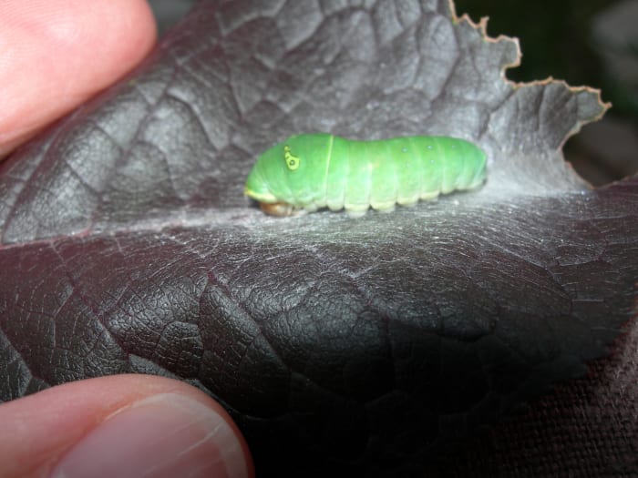 Third instar: the white bird-pattern is gone. The caterpillar is over an inch long at this point. This photo shows the leaf nest in which the caterpillar hides.