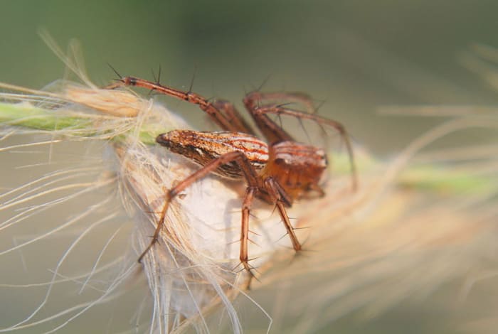 Black Widow Spider Silk Used Crosshairs / Spider Silk Was Once Used For What Military Purpose? : Spider silk is made inside specialised protein glands in the abdomen.