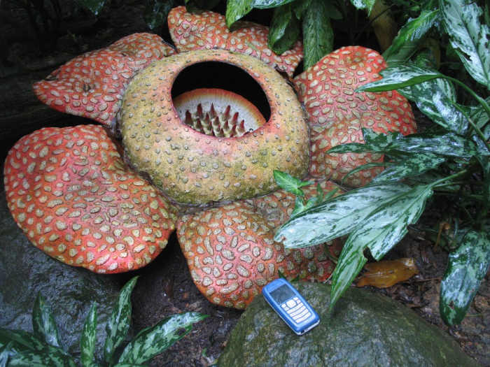 Top 20 Weirdest and Most Interesting Plants and Fungi in the World