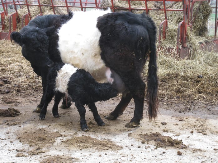 Calf taking his first drink. The Galloways raea a milky breed and we chose this cow because she was a good milk producer