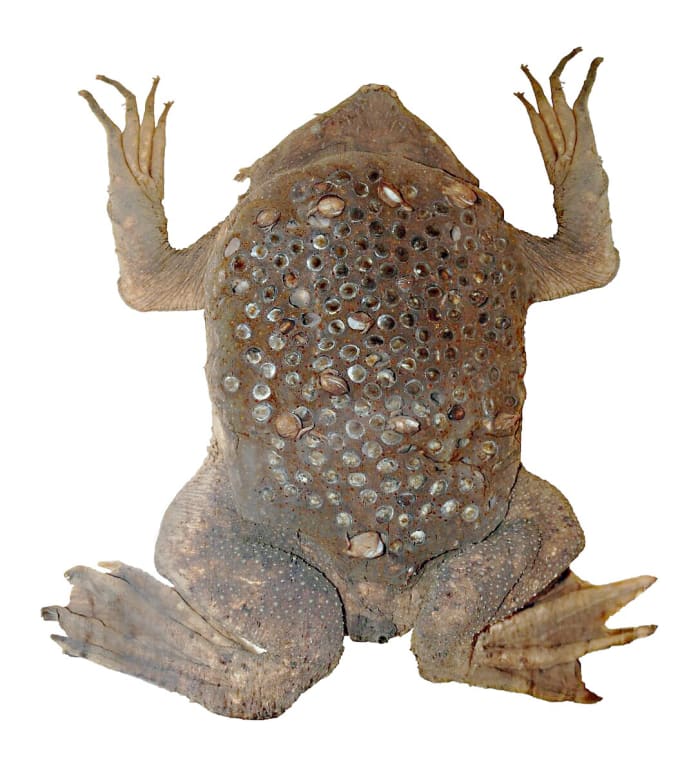 A preserved female Surinam toad, showing the chambers where the young toads developed
