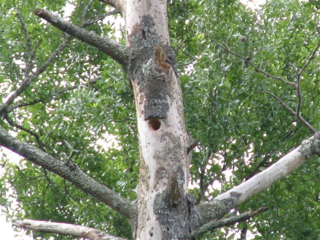 I observed Pileated woodpeckers drilling the hole in this dead pine tree.
