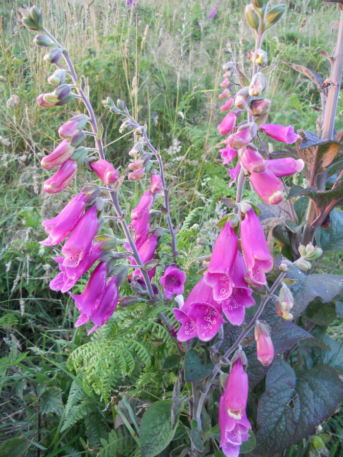 Foxgloves are abundant during the summer months in woodlands, field margins and hedgerows.