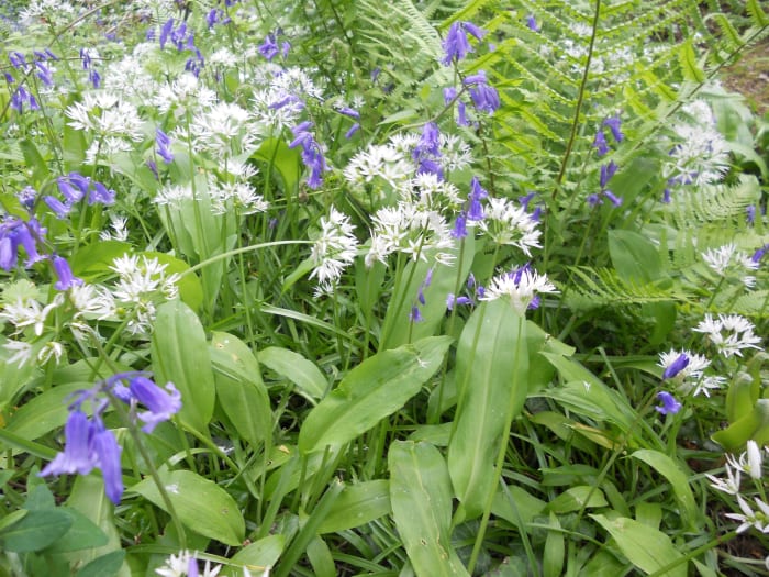 Wild garlic (white flowers) grow amongst bluebells on a densely populated bank. You can smell the garlic from quite a ways away, and the leaves of this plant are edible.
