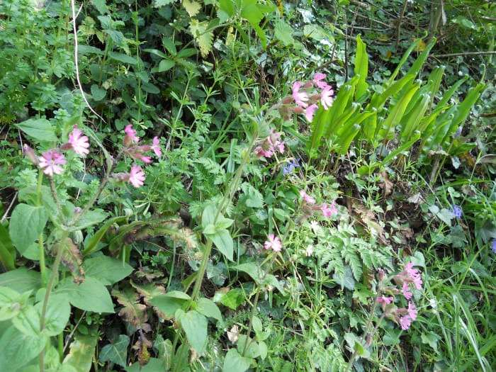 Red campion (the pink flowers in the foreground) grow amongst harts-tongue ferns along a roadside.