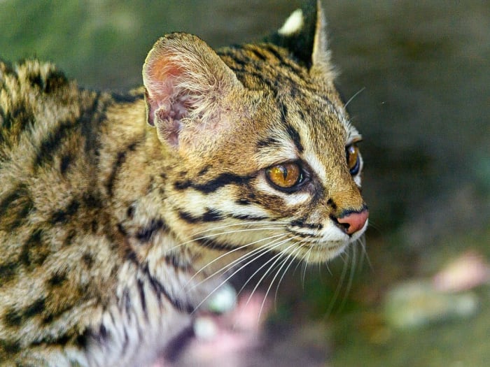 The Margay: A Beautiful Wild Cat of Central & South America - Owlcation ...