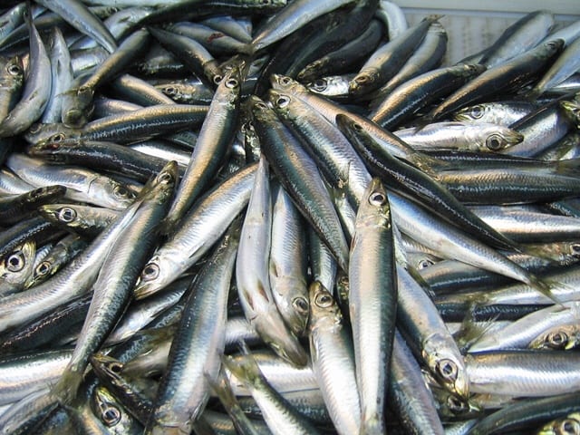 An Atlantic herring catch