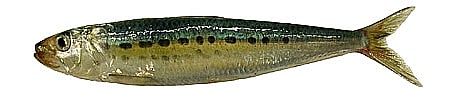 Pacific Sardine