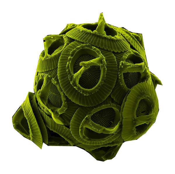 A single-celled alga viewed through a very powerful electron microscope. This one is a sea dweller, but many similar kinds live in freshwater ponds and lakes.