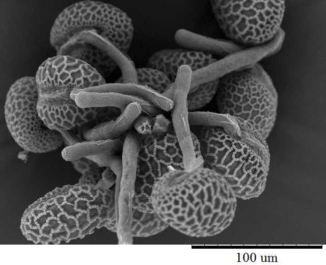 Tubes grow from pollen to fertilize the female parts of a flower