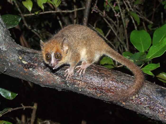 The pygmy mouse lemur, or Microcebus myoxinus