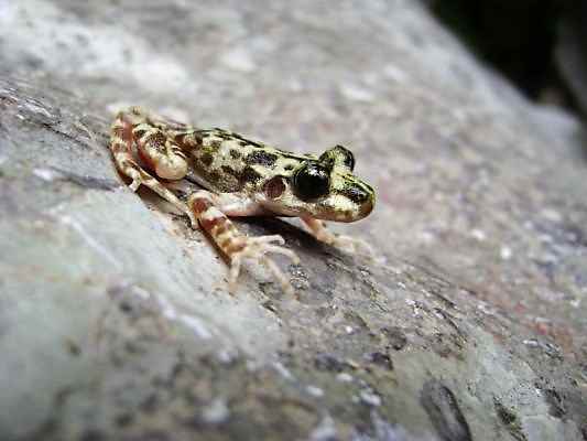 The Mallorcan midwife toad (Alytes muletensis)