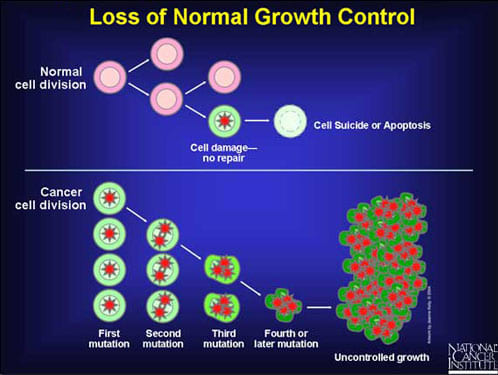 Cancer is caused by cells escaping, via one means or another, the growth control mechanisms in the body. It does take time to develop, which is why early diagnosis is vital to survival.