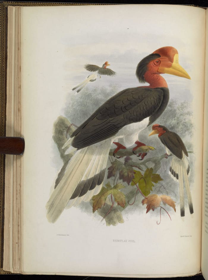 An illustration of a male helmeted hornbill
