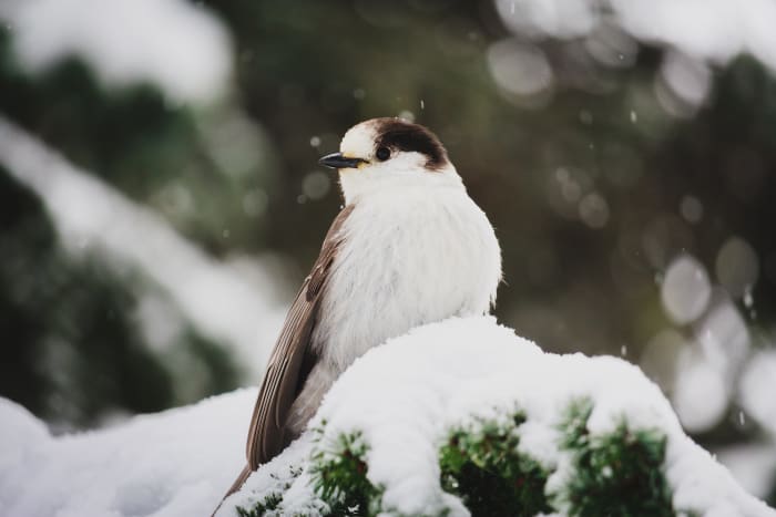 The only bird's that fly south for the winter are those whose food supply disappears in the winter months.