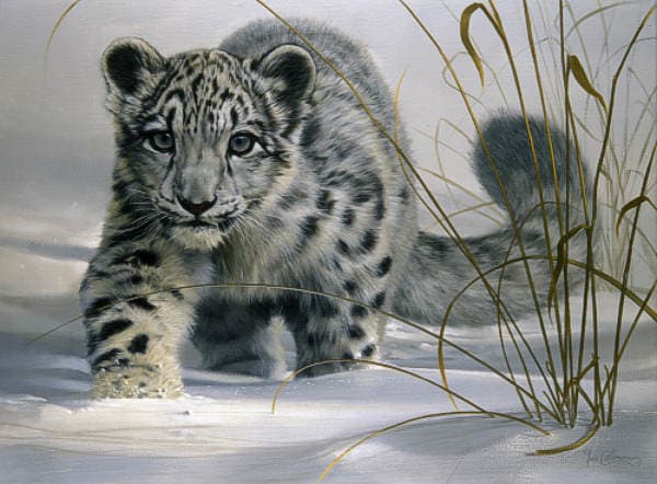 Adorabile cucciolo di leopardo delle nevi che cammina sulla neve: I giovani cuccioli di leopardo delle nevi vivono con le loro madri fino a 2 anni. Dopo di che lasciano le loro madri e vivono vite solitarie indipendenti.