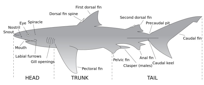 What Are Caudal Fins