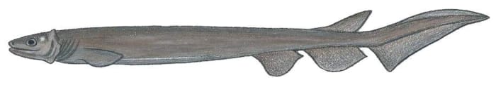 A drawing of a frilled shark; the shark has only one dorsal fin and has a different body shape from other sharks