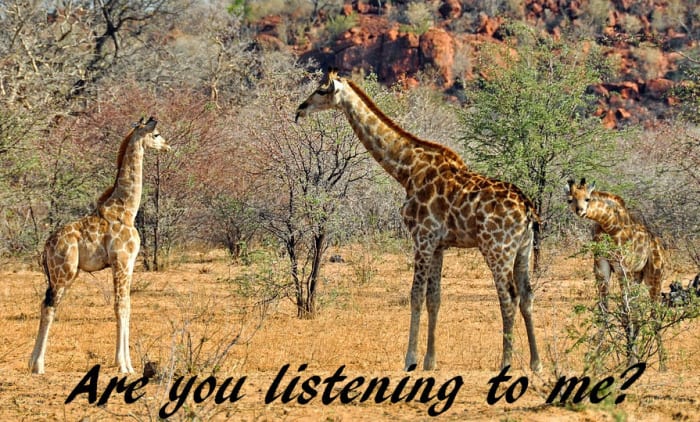 giraffe sounds