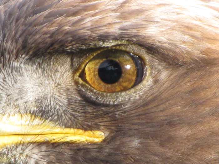 Touted as the ultimate in senses - the Eagle Eye. But senses are not just limited to sight - there are many weird and wonderful senses in the living world