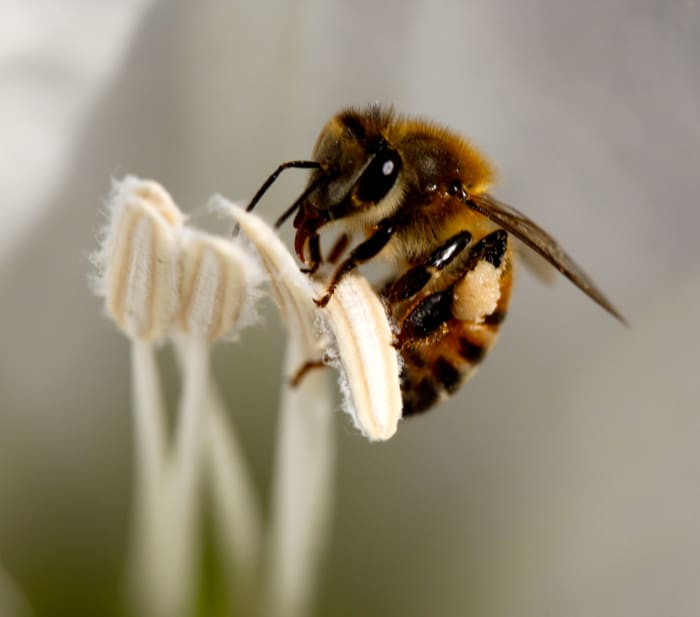 Some bees prefer one type of crop over another. It's important to protect all species of bees.